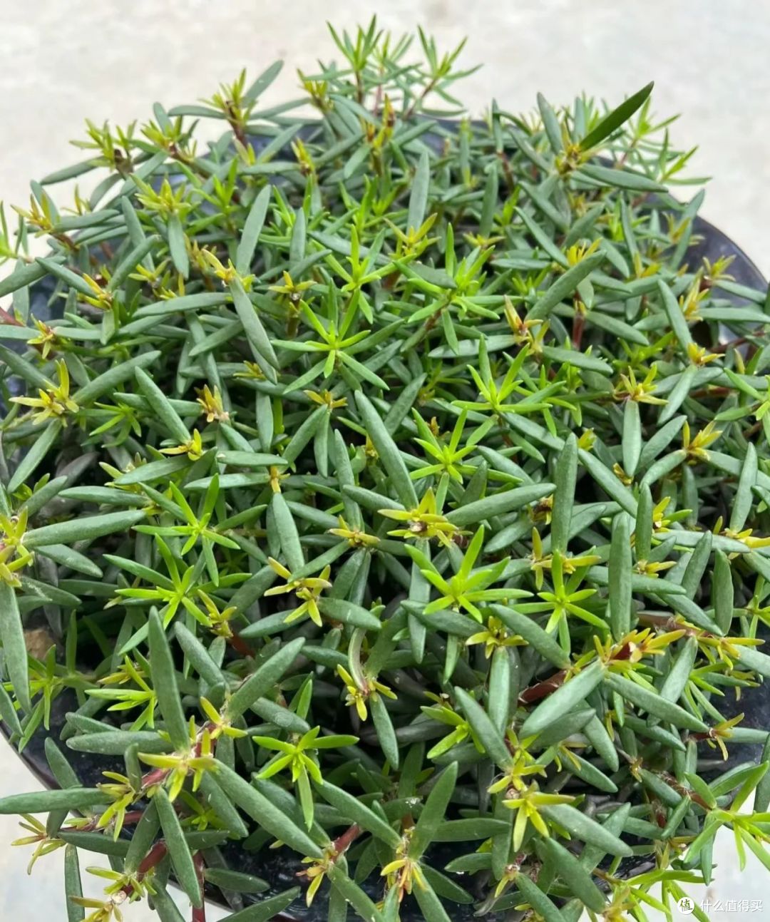 国庆节前后,5种花要“掐头”,越掐越旺盛,开花快又多!