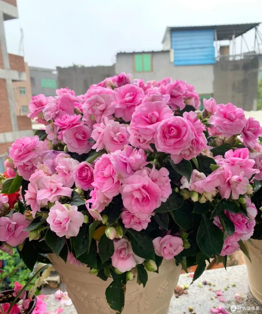 国庆节前后,5种花要“掐头”,越掐越旺盛,开花快又多!