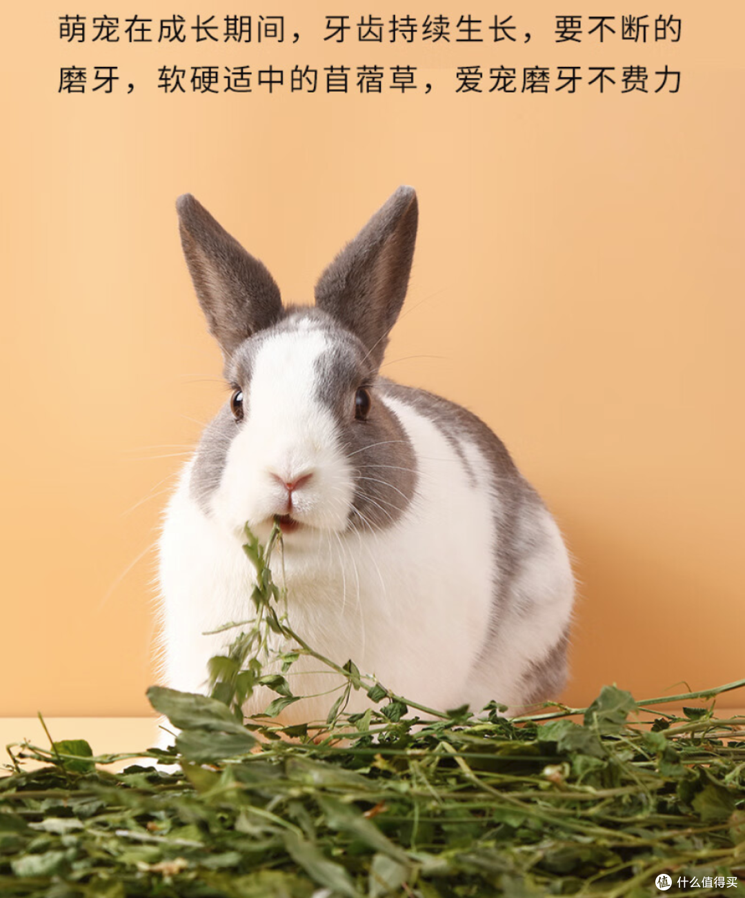 握草!原来草和草是有区别的!——兔兔的主粮草和零食草选购指南