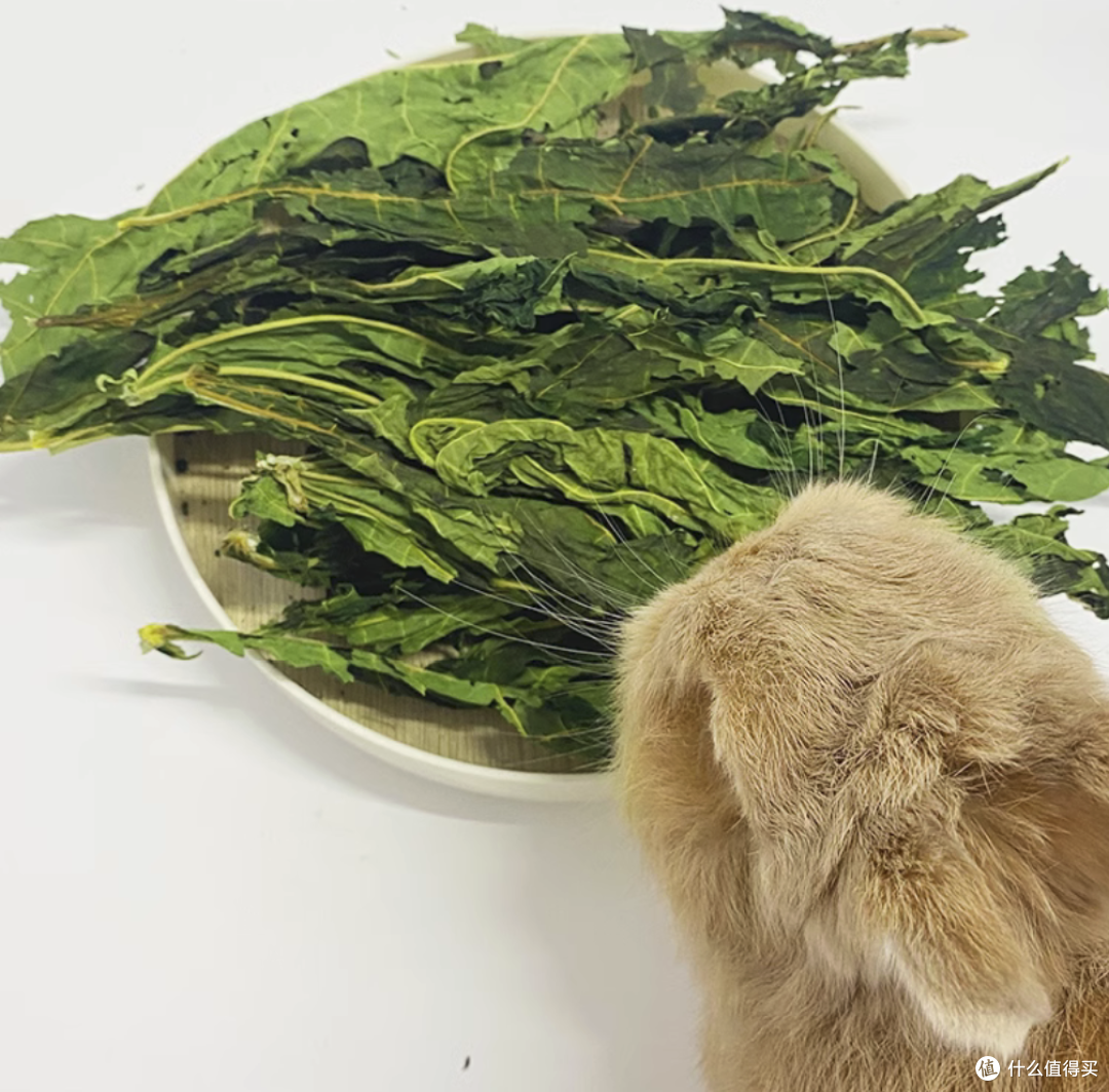 握草!原来草和草是有区别的!——兔兔的主粮草和零食草选购指南