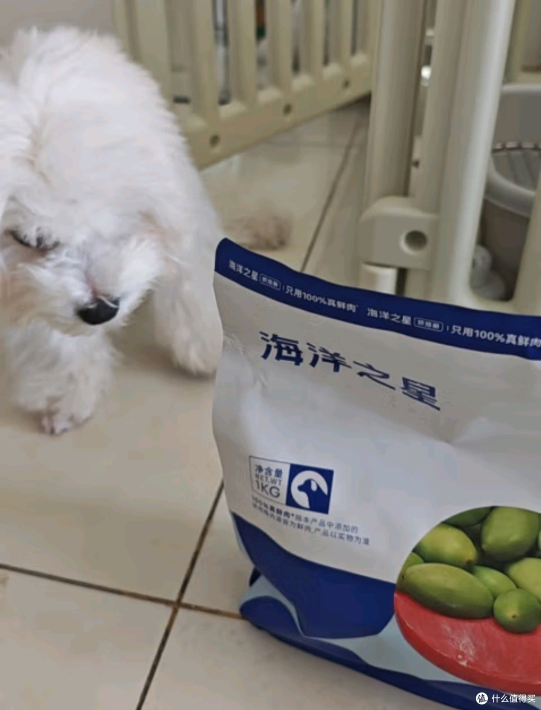 狗狗也能享受海洋盛宴?揭秘海洋之星狗粮的秘密!