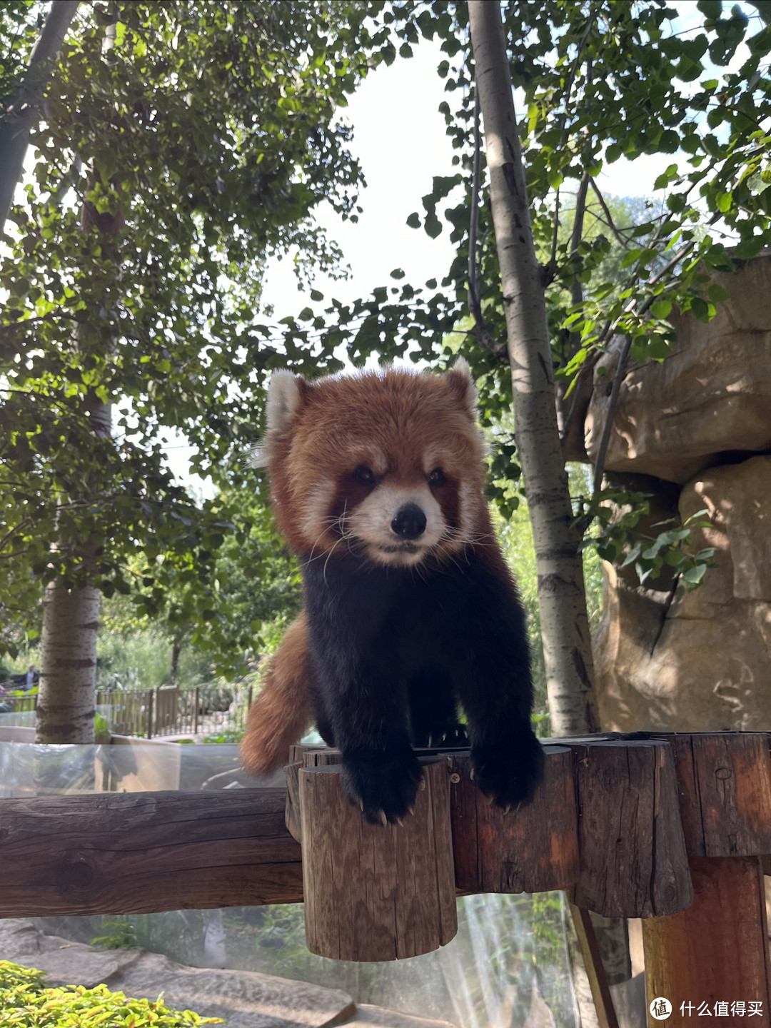 不早起不排队的北京野生动物园🐼玩得太爽了‼️