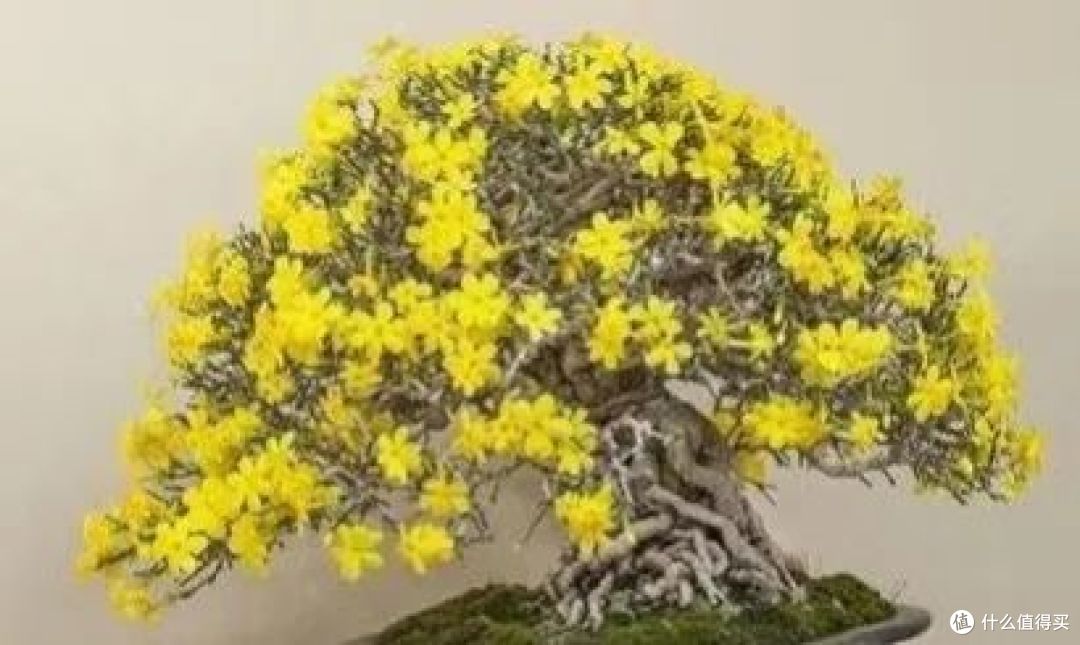 秋分后,8种花千万别乱剪,否则打死不开花!