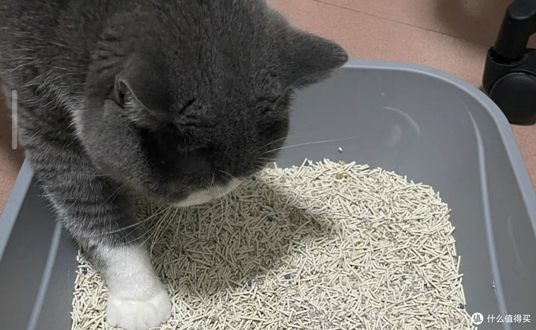 猫砂大揭秘:混合砂、豆腐砂、膨润土、玉米砂的区别
