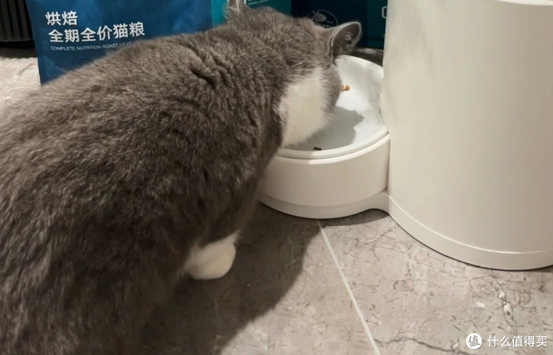 咱家就是吃的纯福猫粮 长肉是真行