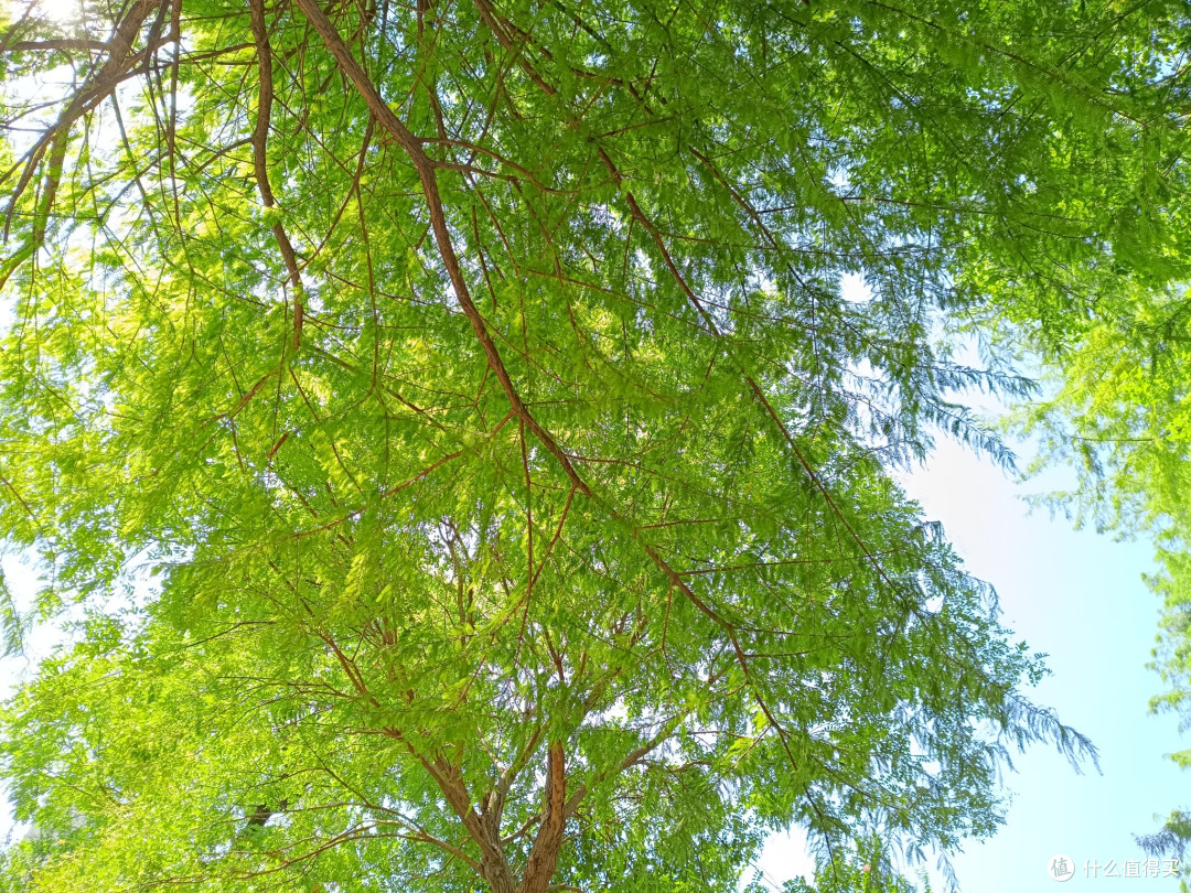 在自然的怀抱中寻找心灵的宁静，看看自然的湖泊，水杉树，松树，微风