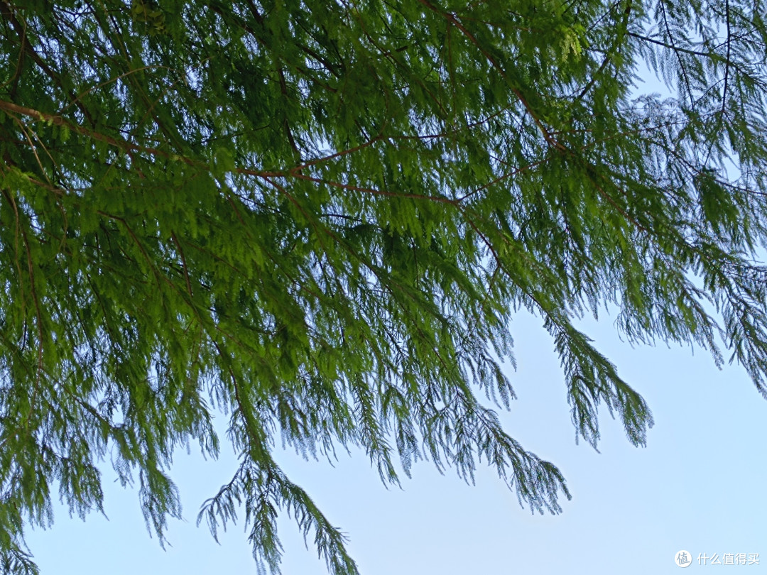在自然的怀抱中寻找心灵的宁静，看看自然的湖泊，水杉树，松树，微风