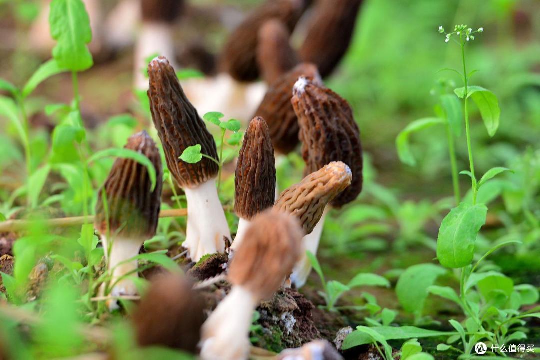 中国,最好吃的10种“蘑菇”,价不贵,营养高,9月遇到别错过