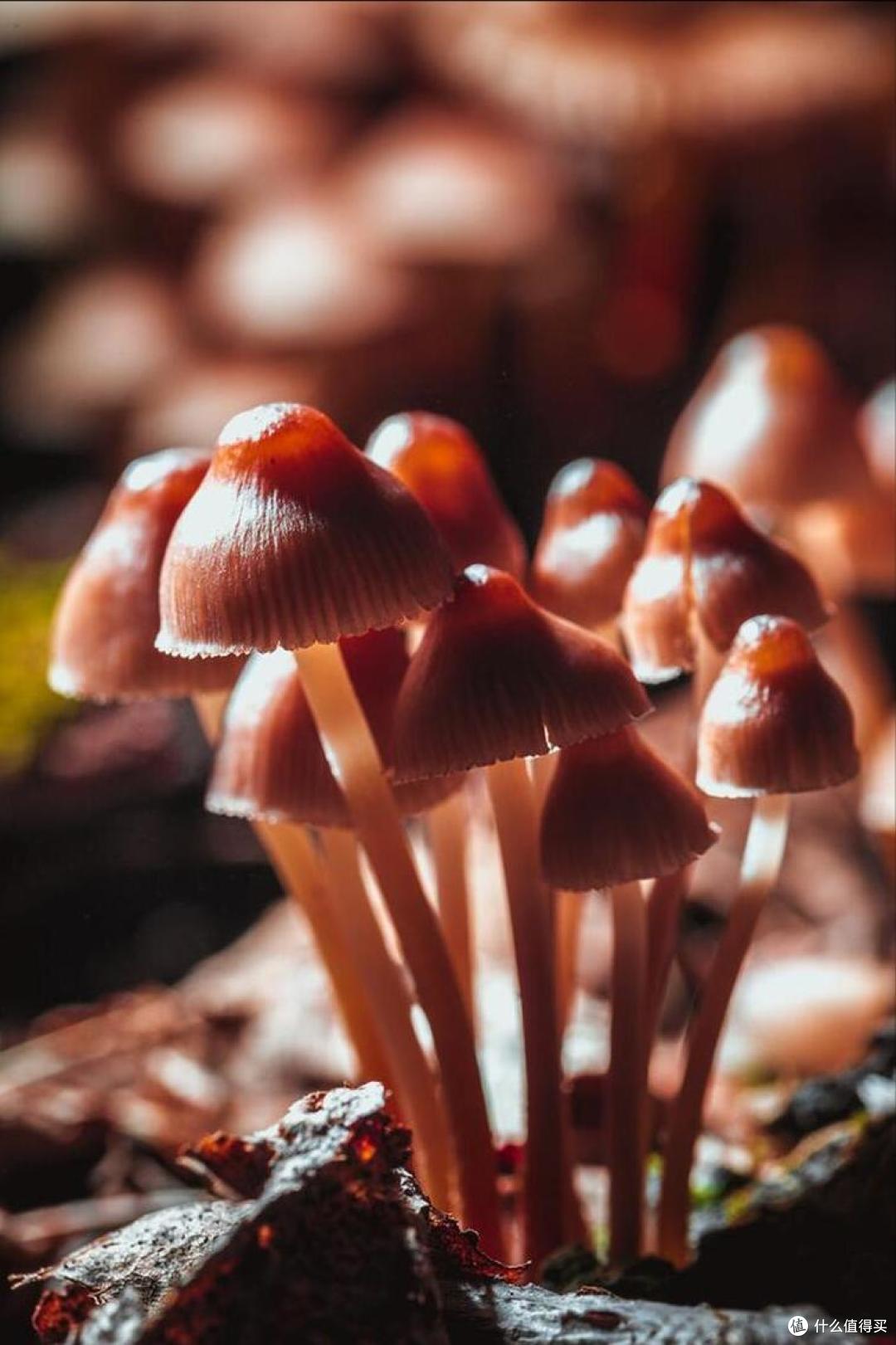 中国,最好吃的10种“蘑菇”,价不贵,营养高,9月遇到别错过