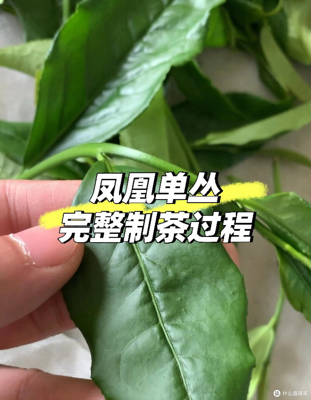 了解凤凰单丛茶的制作工艺，建议收藏！