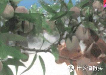 那些年,他们一起吃过的素食(一)