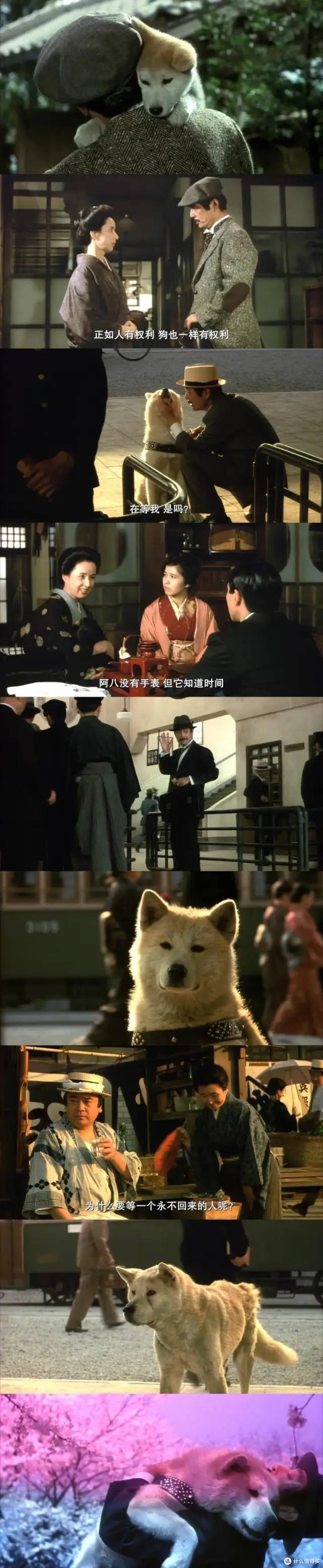 八公，一只普通的秋田犬，用其一生诠释了何为忠诚。