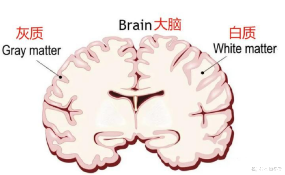 补脑不能只补DHA,科学补脑就要全面出击!inne 全脑DHA全脑补充,助力宝贝全脑发育