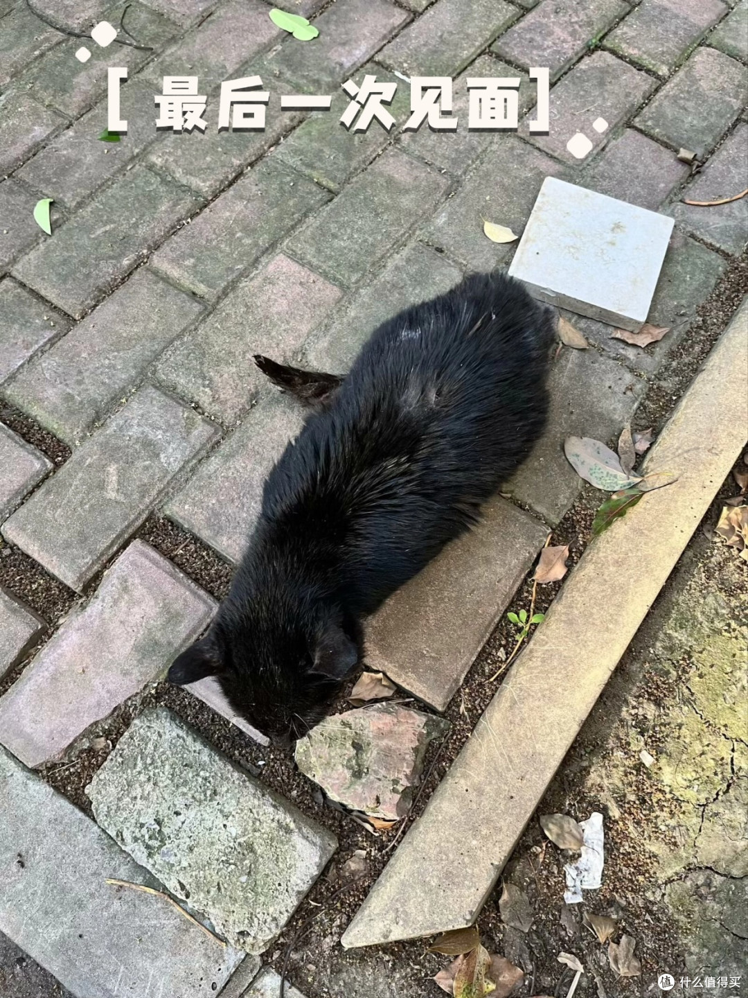我喂了七八年的流浪猫小黑去了喵星