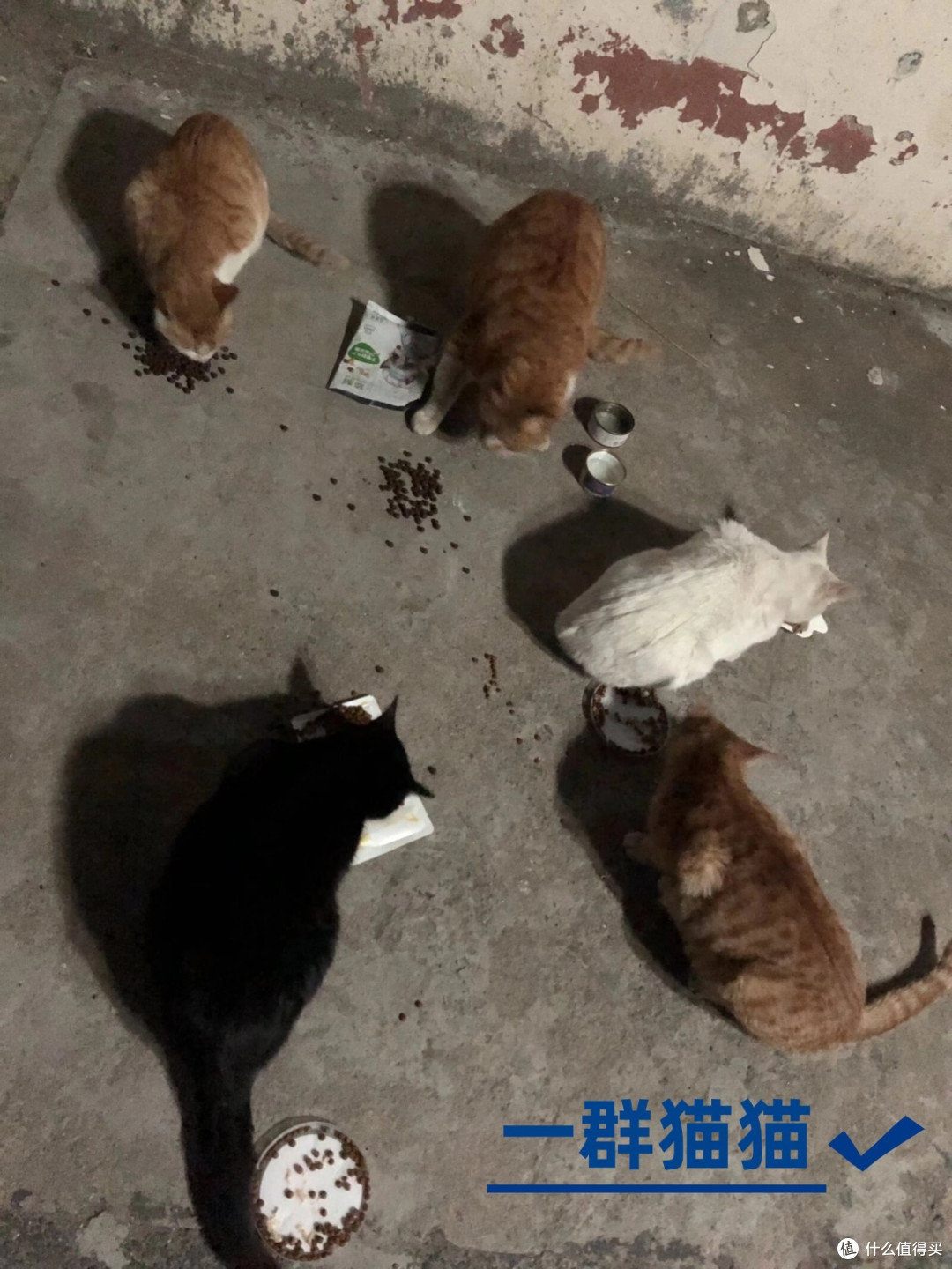 我喂了七八年的流浪猫小黑去了喵星