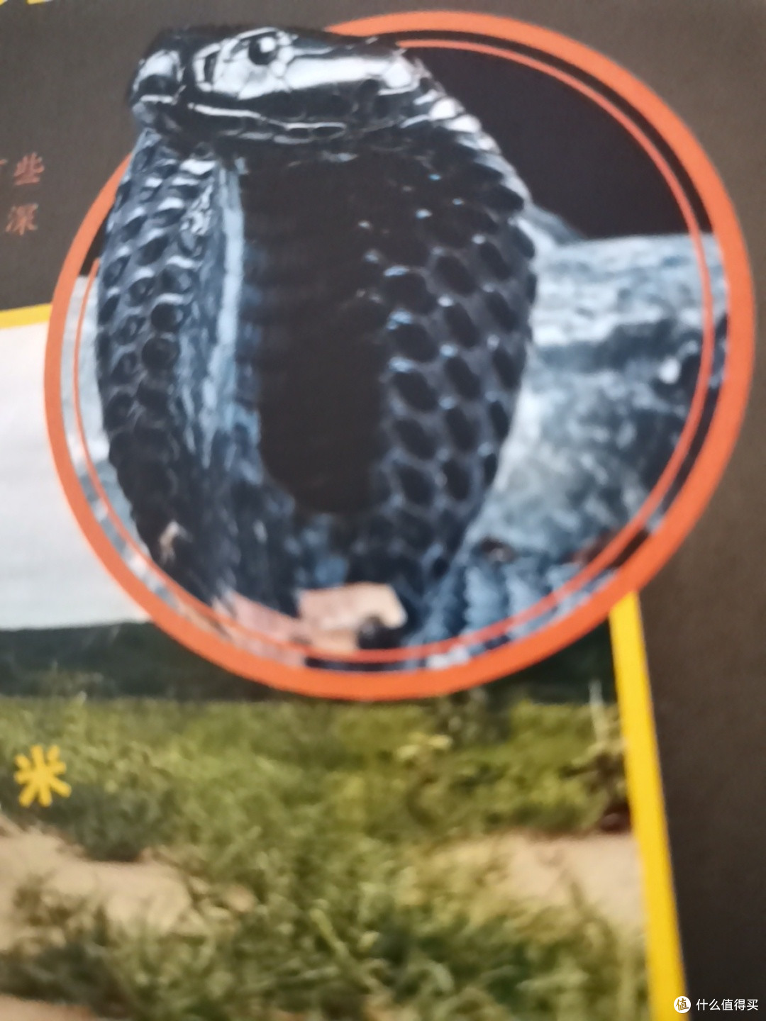 动物大百科,您带孩子了解了吗?