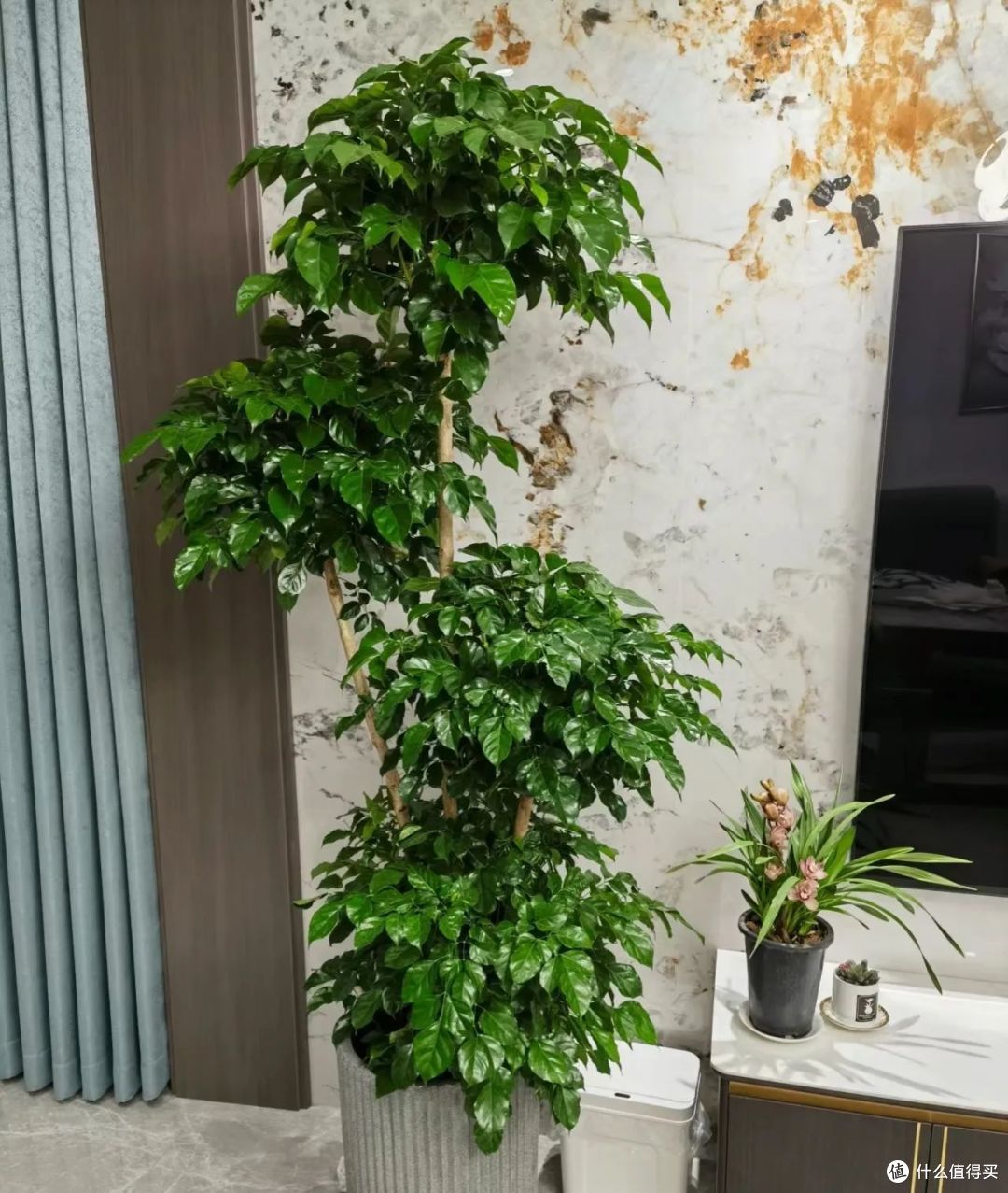 有钱人种树不种花,这3种“镇宅树”,再贵也要养,寓意旺财旺家