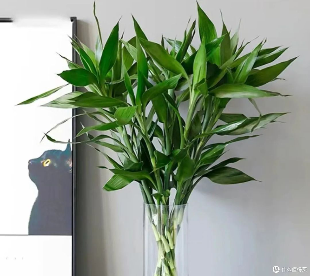 有钱人种树不种花,这3种“镇宅树”,再贵也要养,寓意旺财旺家