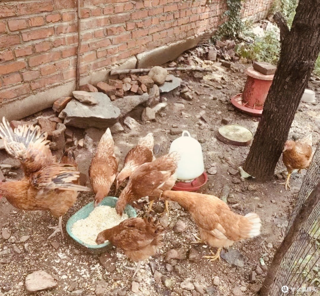 小院时光