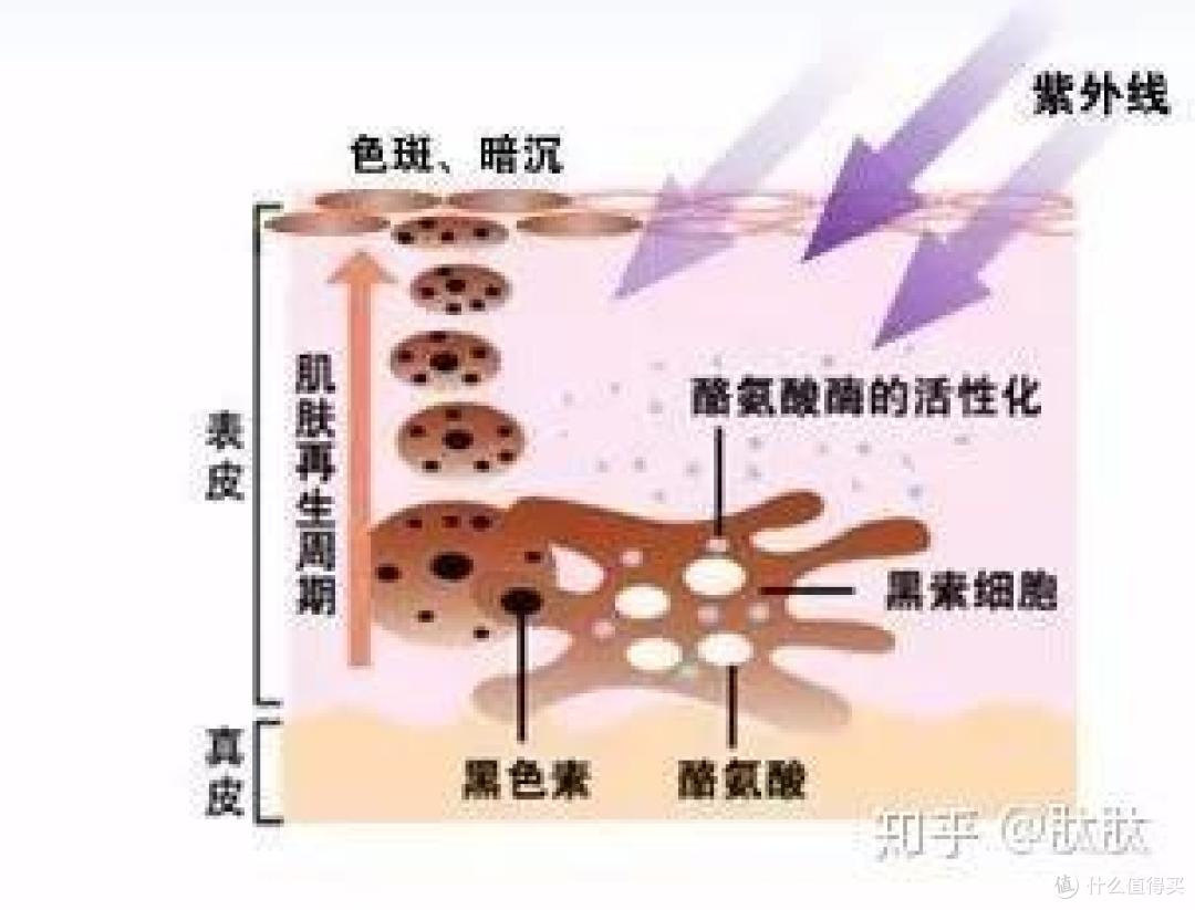 Dipeptide-1二肽-1|降低黑色素促进转录因子