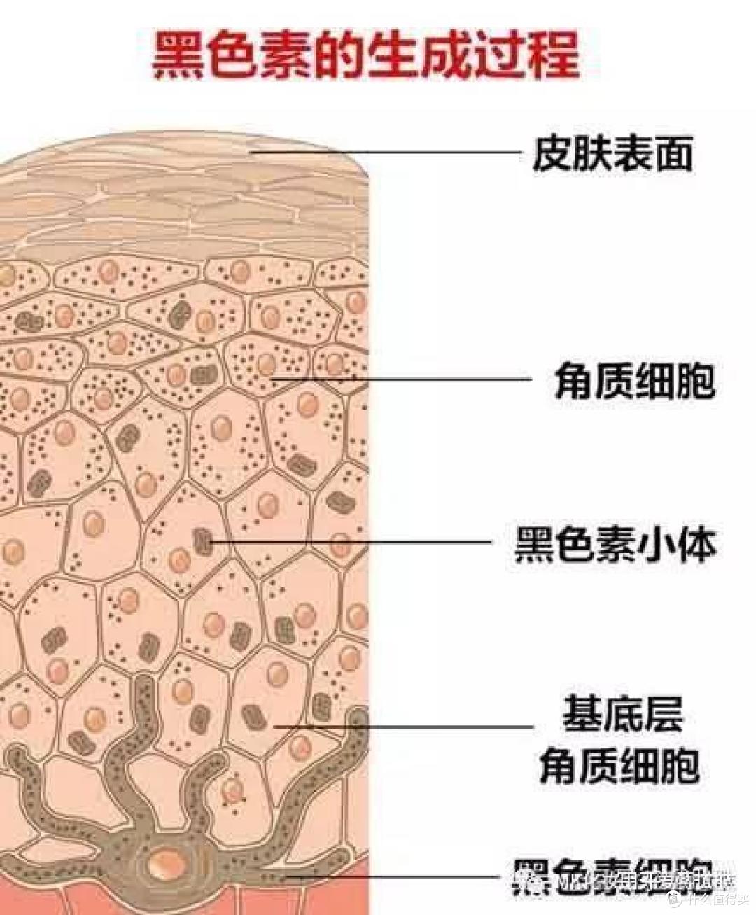 Dipeptide-1二肽-1|降低黑色素促进转录因子