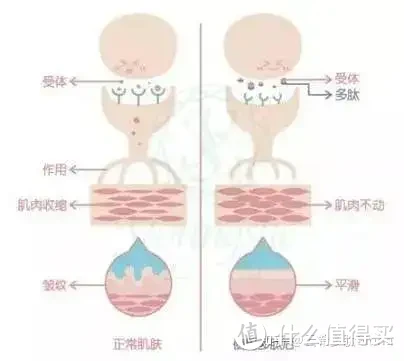 六肽-2Hexapeptide-2|促进胶原蛋白合成，延缓衰老