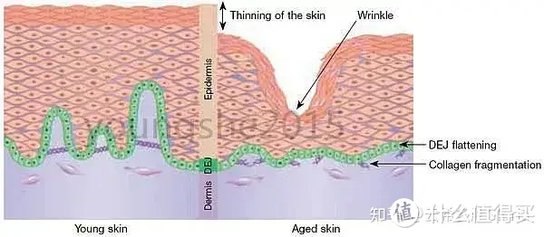 六肽-2Hexapeptide-2|促进胶原蛋白合成，延缓衰老