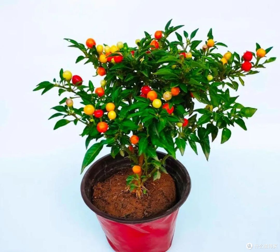俗语“毒花进房,花旺人不旺”,家有这6种花,赶紧搬到外面去