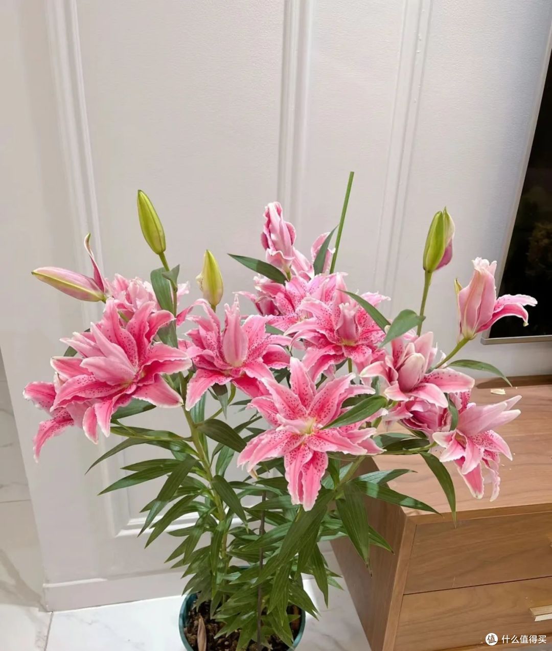 俗语“毒花进房,花旺人不旺”,家有这6种花,赶紧搬到外面去