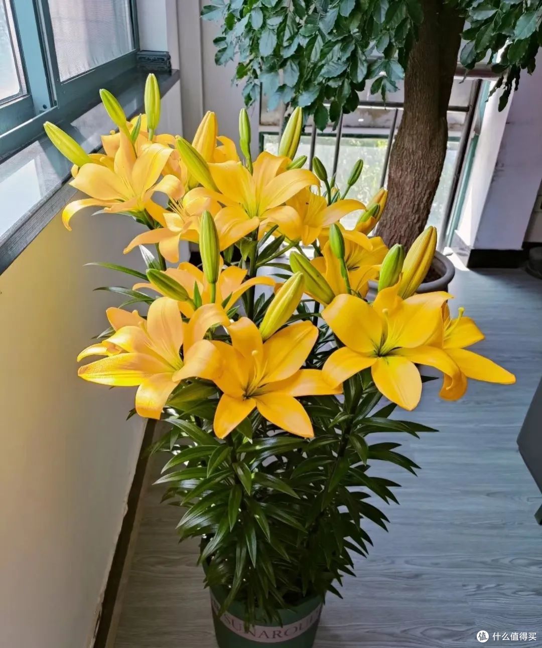 俗语“毒花进房,花旺人不旺”,家有这6种花,赶紧搬到外面去