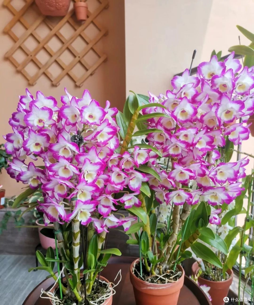 没有5年以上经验,这9种花根本“养不活”,养过才知道有多坑!