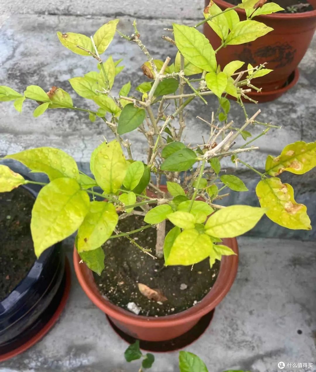 没有5年以上经验,这9种花根本“养不活”,养过才知道有多坑!