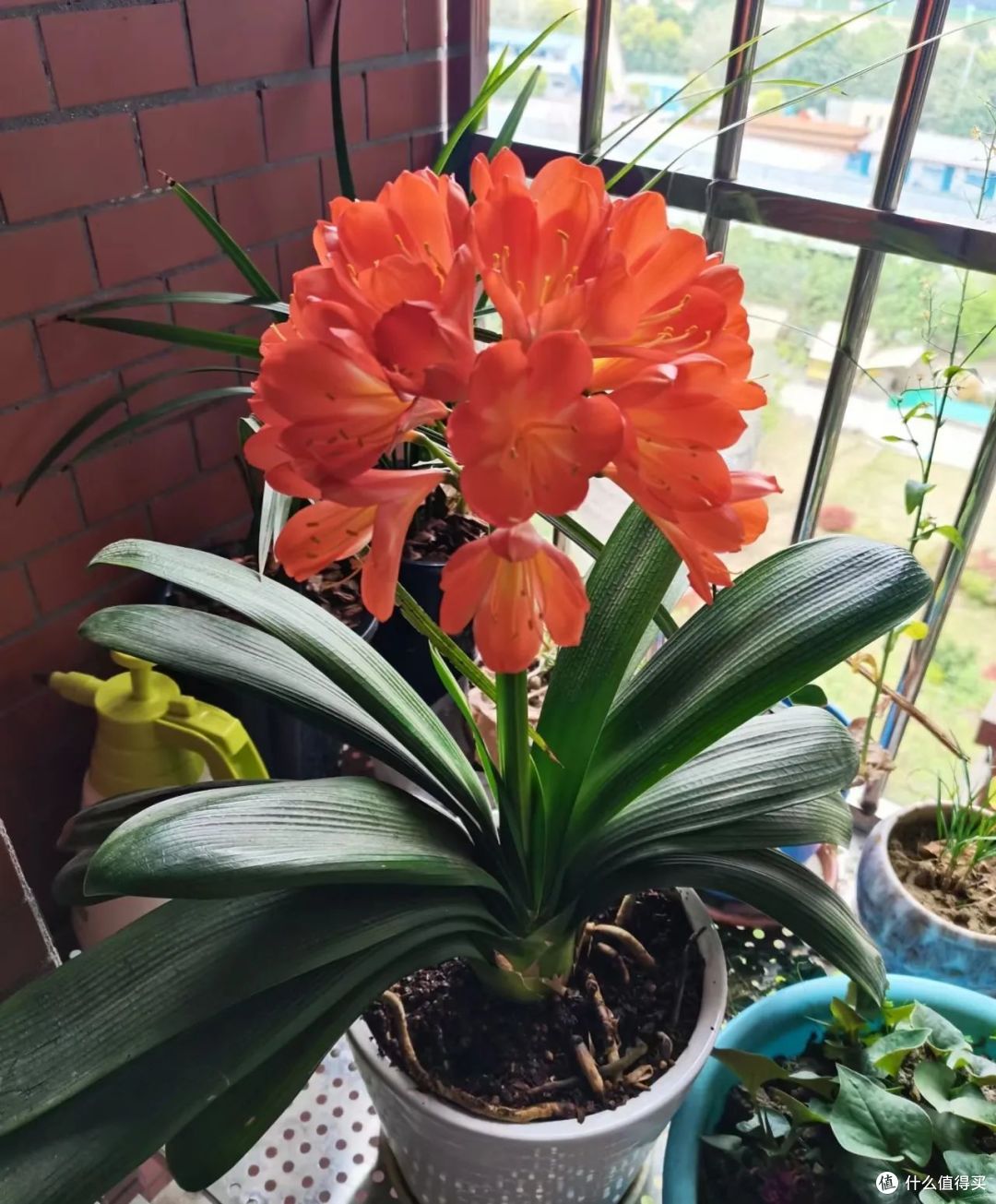 没有5年以上经验,这9种花根本“养不活”,养过才知道有多坑!
