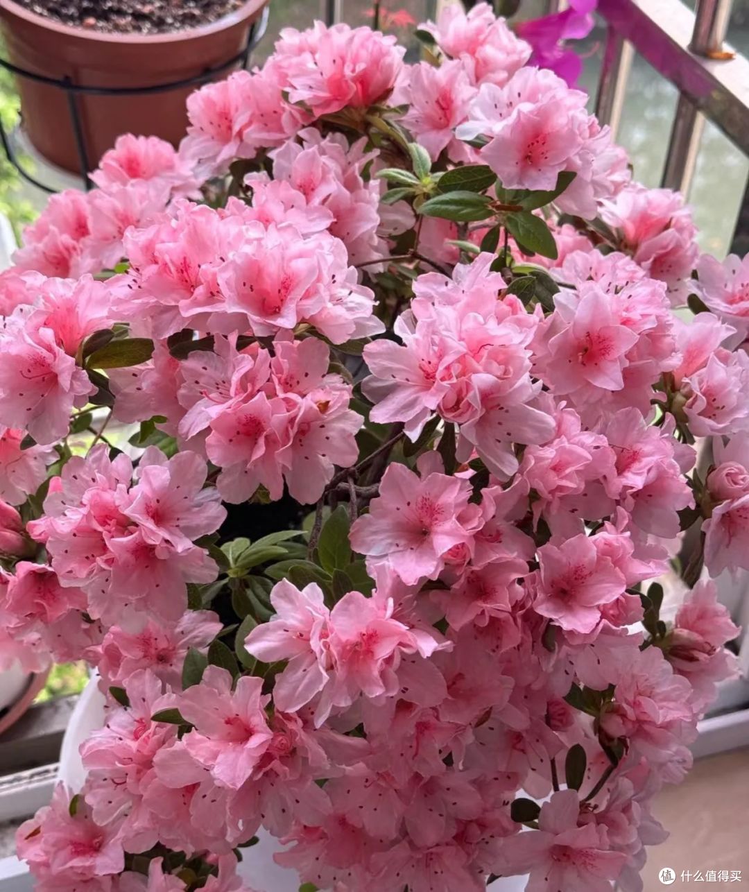 没有5年以上经验,这9种花根本“养不活”,养过才知道有多坑!