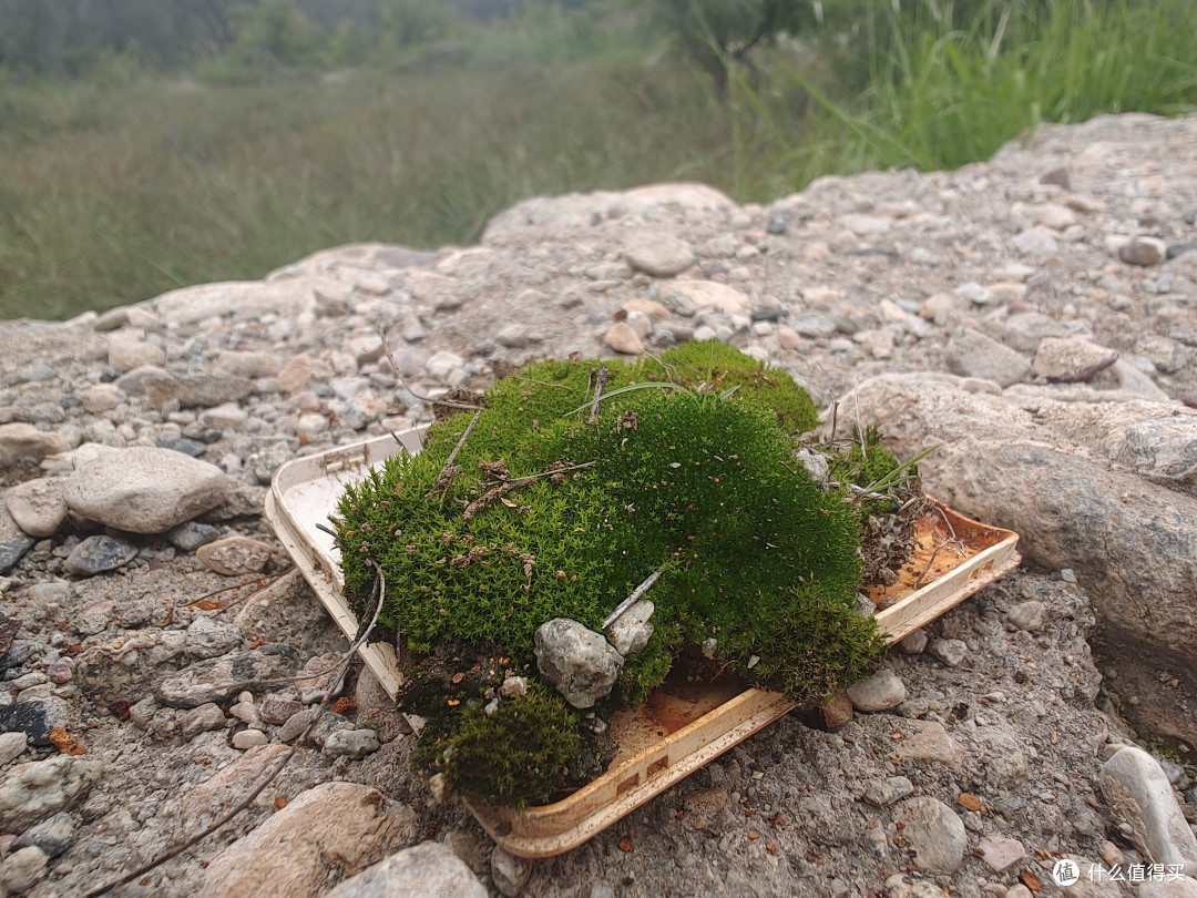 变绿的贺兰山，越来越好了