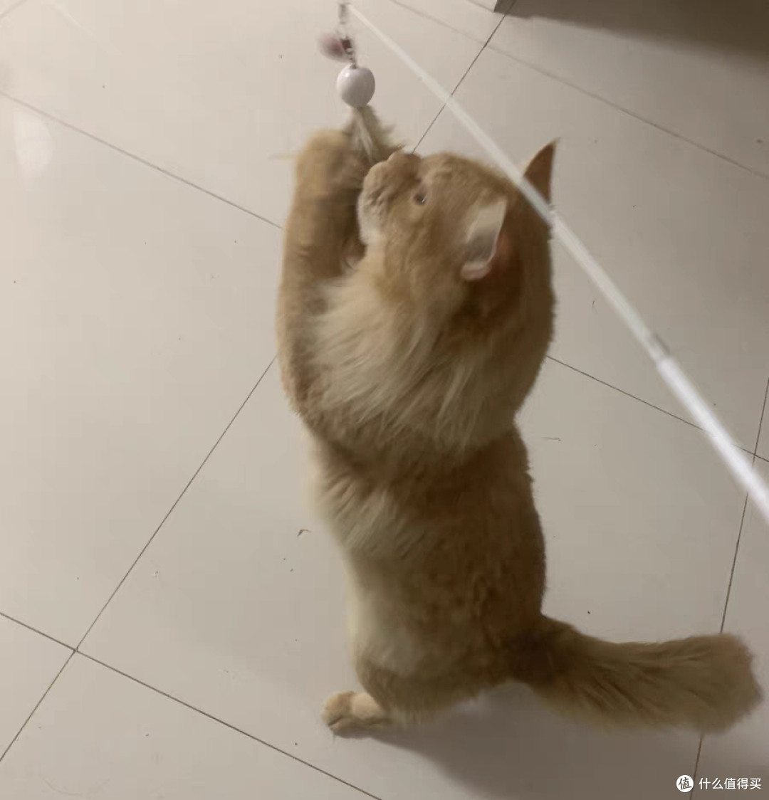 猫咪也爱玩!逗猫棒的神奇魔力