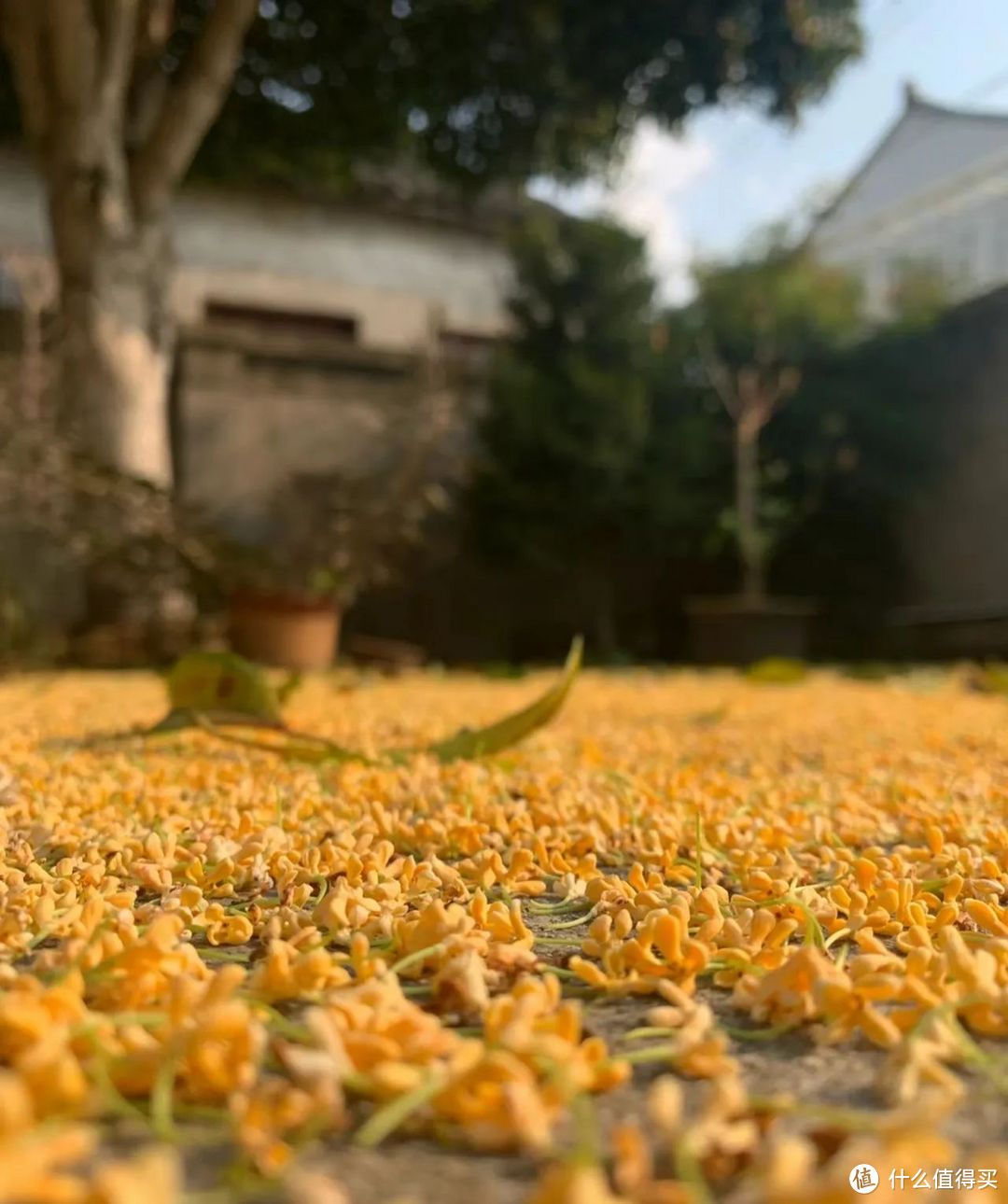 江苏一家的“桂花树”，因颜值太高走红，美得如诗如画，太惊艳了