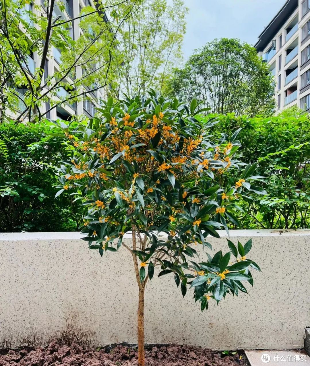 江苏一家的“桂花树”，因颜值太高走红，美得如诗如画，太惊艳了