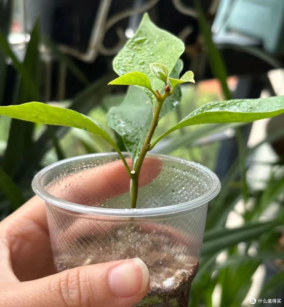 10月份以后，8种花却更容易扦插活，沾土就生根，别错过了！