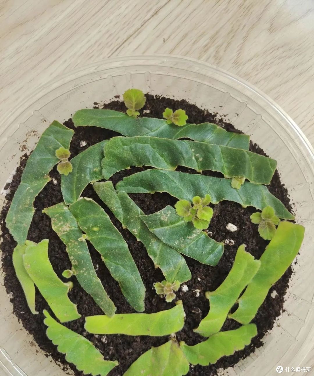 10月份以后，8种花却更容易扦插活，沾土就生根，别错过了！