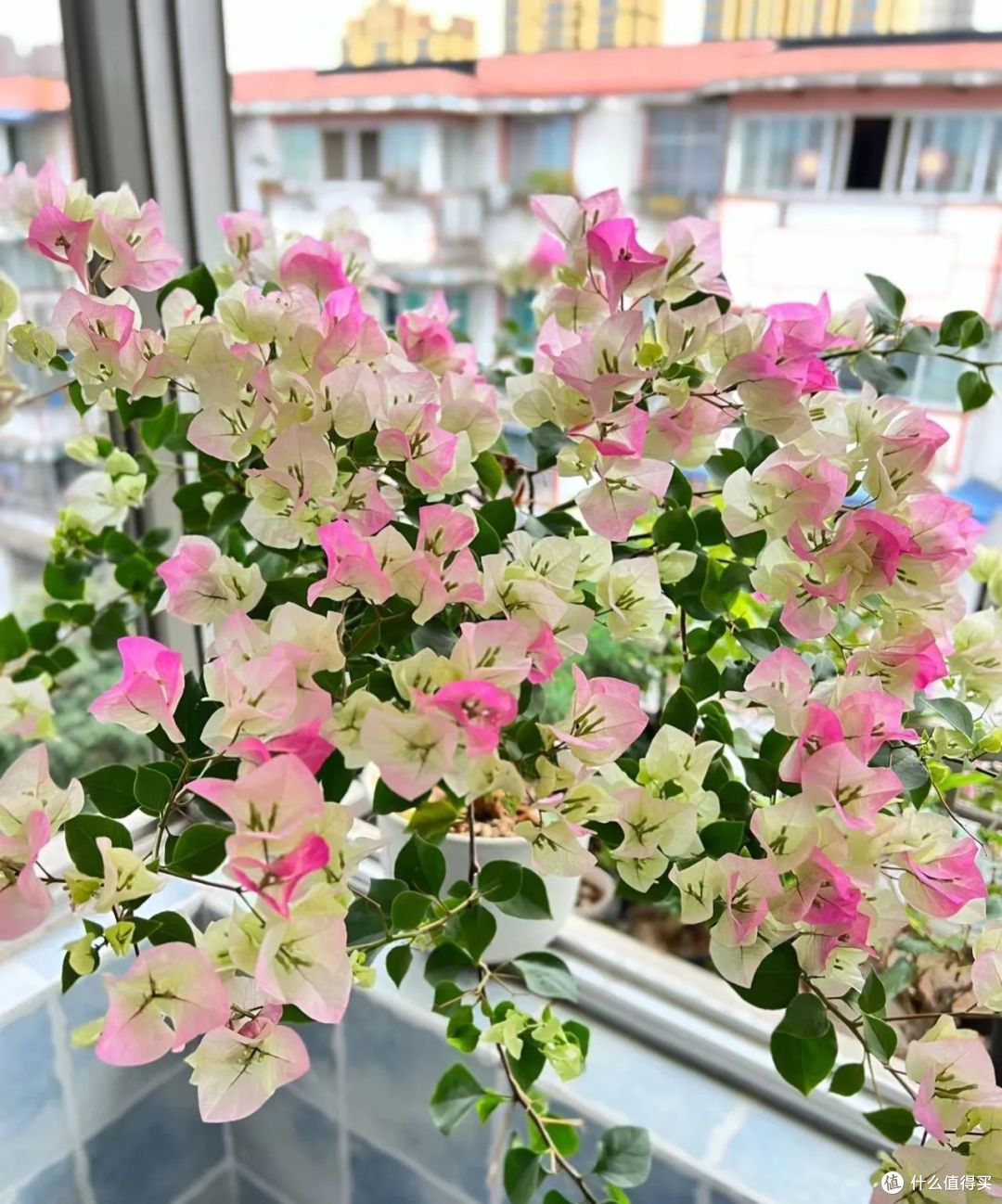10月份以后，8种花却更容易扦插活，沾土就生根，别错过了！