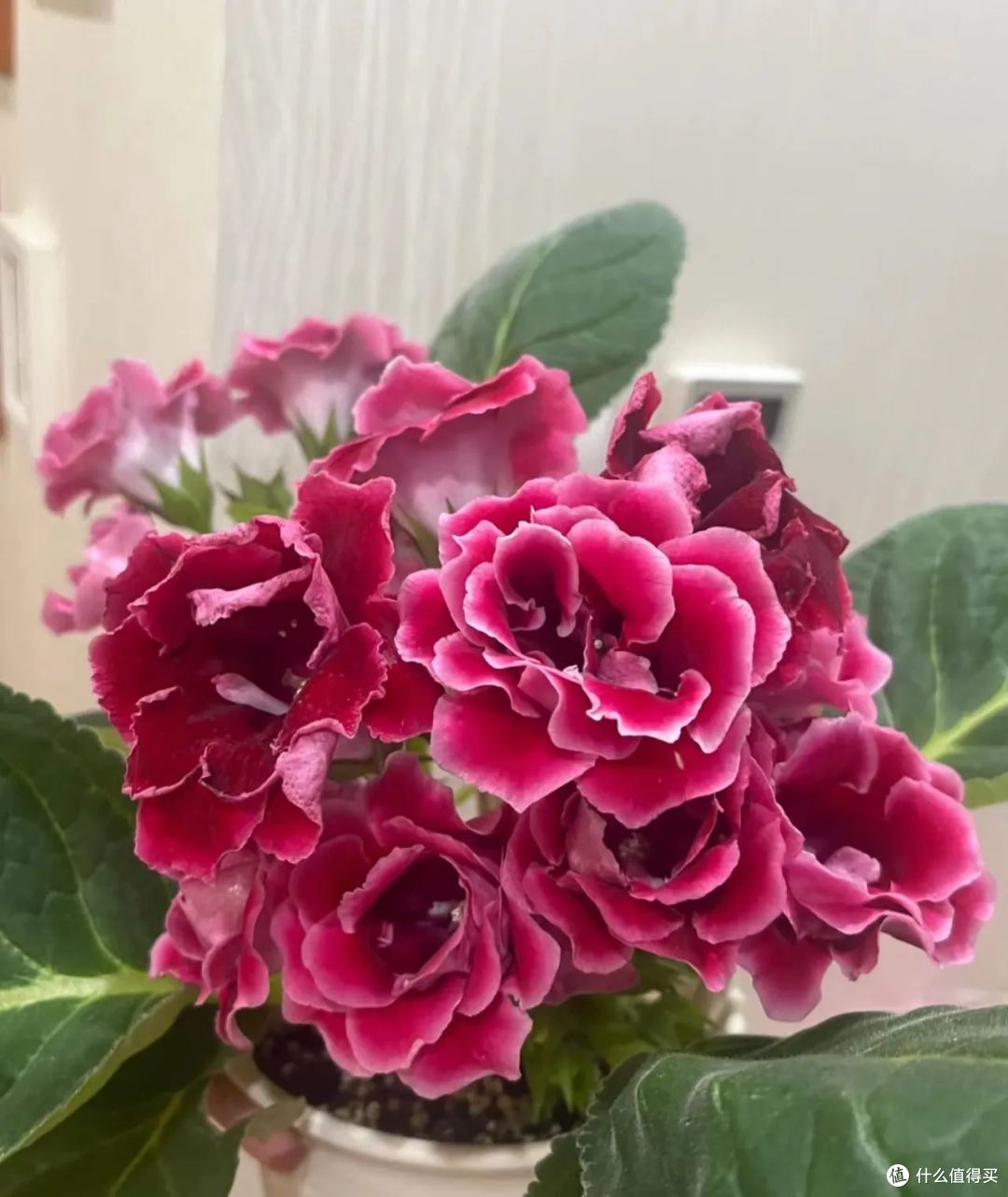 10月份以后，8种花却更容易扦插活，沾土就生根，别错过了！