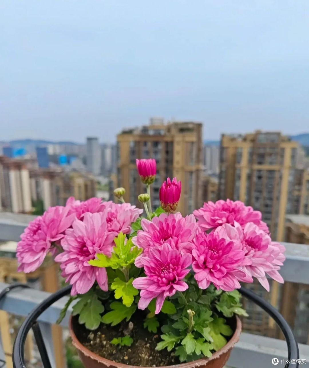 10月份以后，8种花却更容易扦插活，沾土就生根，别错过了！