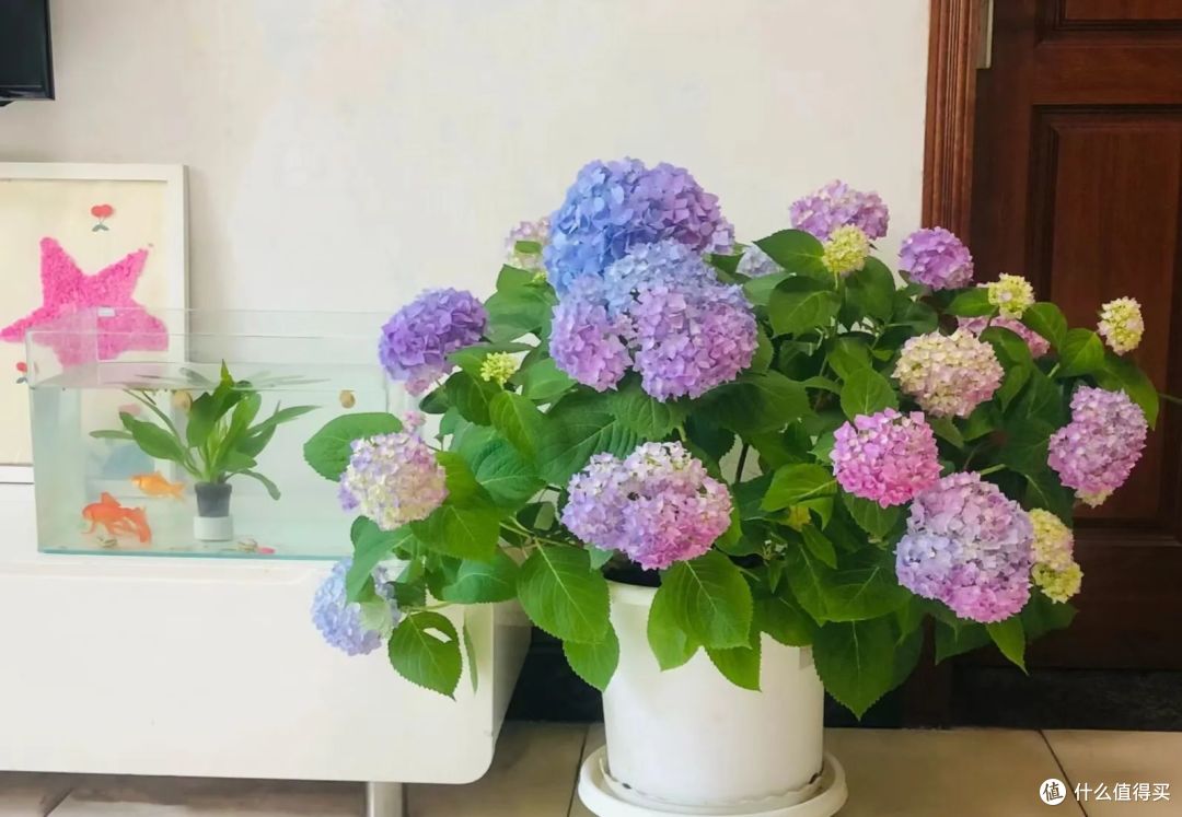 10月份以后，8种花却更容易扦插活，沾土就生根，别错过了！