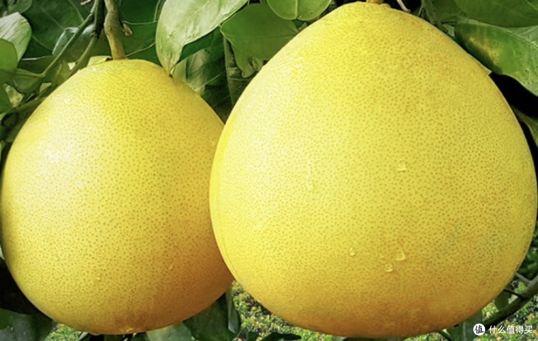 红心蜜柚你必须知道的知识_柚子_什么值得买