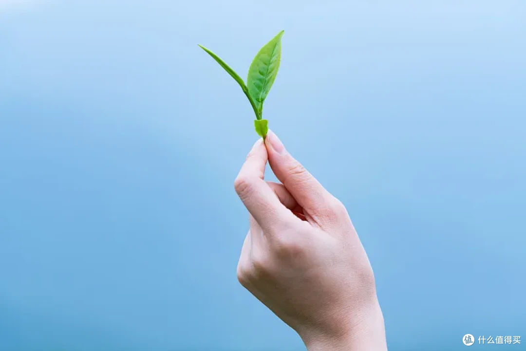 茶小白入门攻略:不用懂茶也可以喝茶!