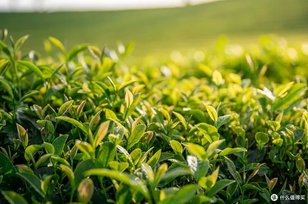 茶小白入门攻略:不用懂茶也可以喝茶!