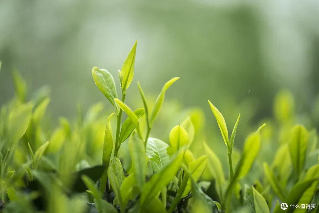 茶小白入门攻略:不用懂茶也可以喝茶!