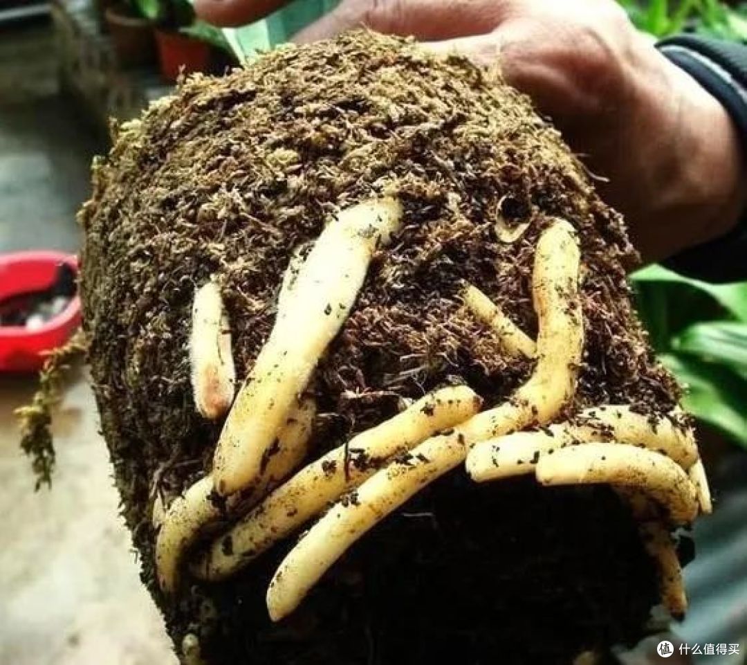 这8种花都喜欢“树皮”,土里扔把树皮,花儿越养越强壮