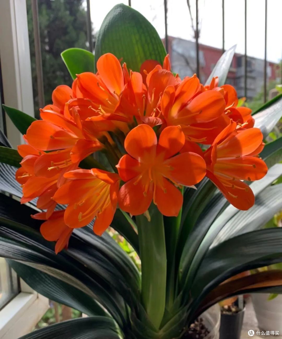 这8种花都喜欢“树皮”,土里扔把树皮,花儿越养越强壮